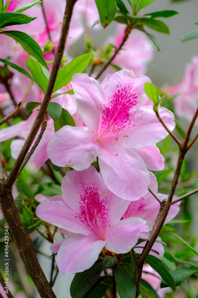 Fototapeta premium Sword-grass lilies in spring