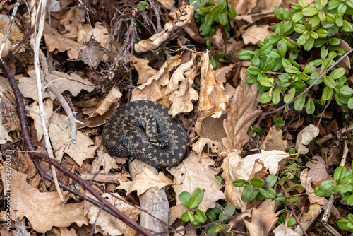 Common European adder Vipera berus m- male viper resting in leaf