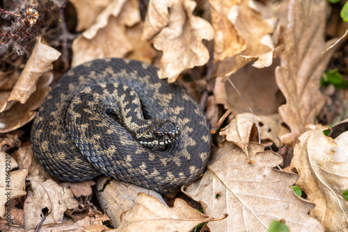 Fotografía Common European adder Vipera berus m- male viper resting in leaf