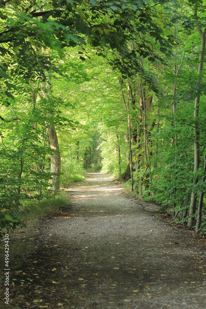 Weg durch grünen Laubwald Weg durch grünen Laubwald