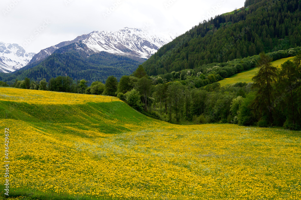 the Swiss Alps in spring with alpine meadows covered with dandelions (Graubuenden, Switzerland)