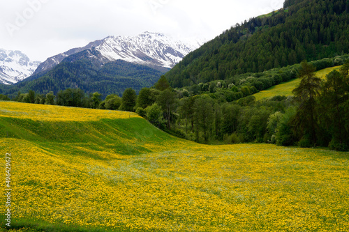 the Swiss Alps in spring with alpine meadows covered with dandelions (Graubuenden, Switzerland)