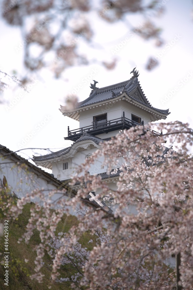 Naklejka premium 桜に囲まれたお城の天守閣