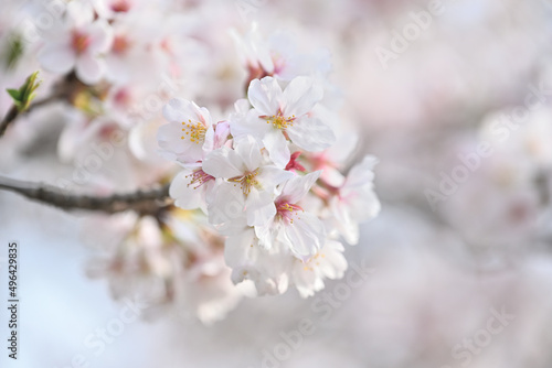 柔らかな春の日差しに咲く桜の花