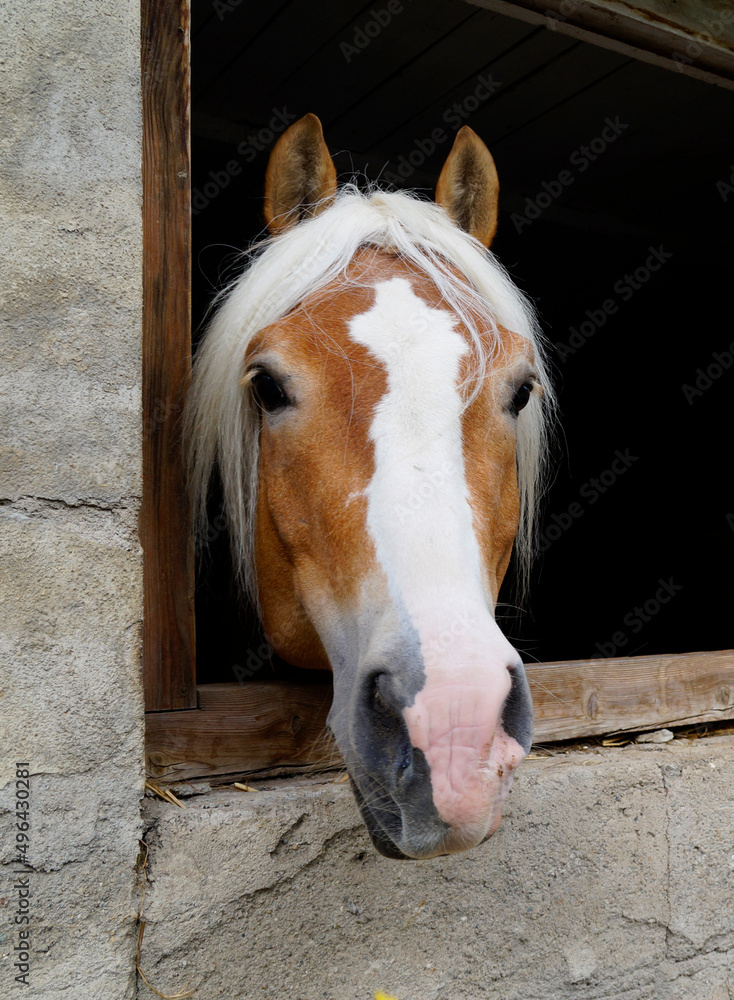 Obraz premium a blond mare looking at the passers-by in an ancient Swiss village (Switzerland on the border with South Tyrol, Italy) 