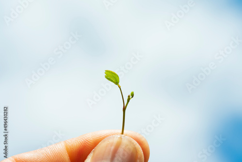 Leaves top in hand isolated on white background,Top view.