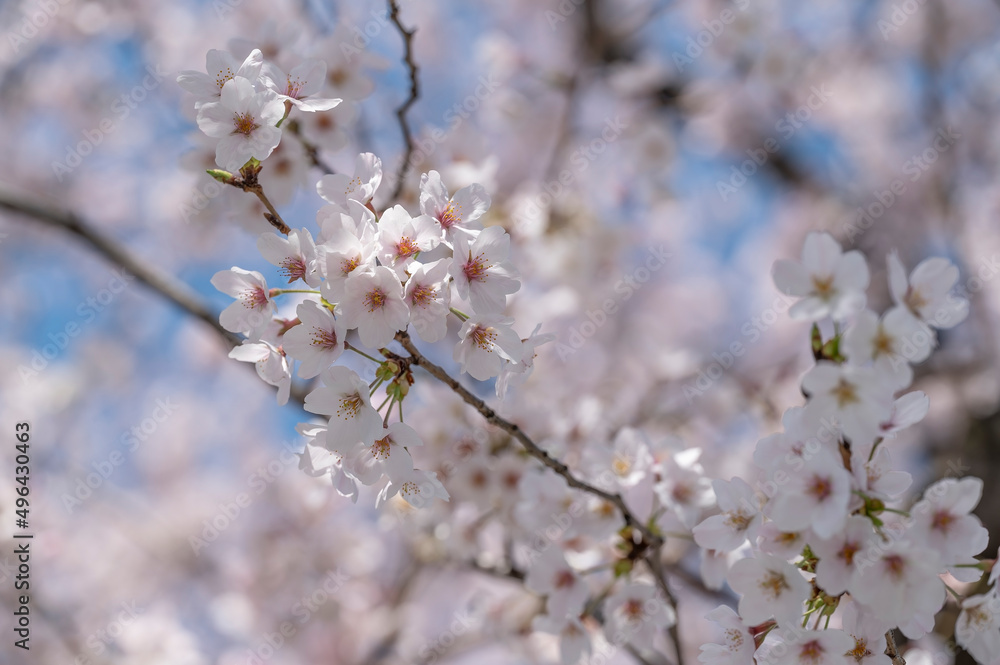 Japanese cherry blossom or Sakura, from the variety Somei Yoshino, the most common flowering cherry tree in Japan Japanese cherry blossom or Sakura, from the variety Somei Yoshino, the most common flowering cherry tree in Japan