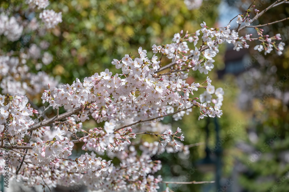 Japanese cherry blossom or Sakura, from the variety Somei Yoshino, the most common flowering cherry tree in Japan Japanese cherry blossom or Sakura, from the variety Somei Yoshino, the most common flowering cherry tree in Japan