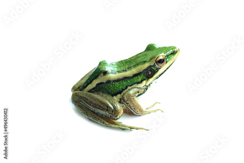 Green paddy frog  Leaf frog  Common green frog   Tree frog   Hylarana erythraea  a small amphibian species isolated on white background.