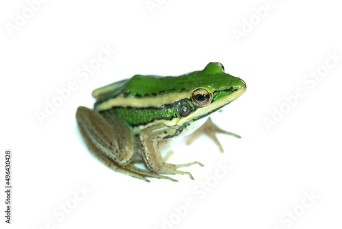 Green paddy frog ,Leaf frog, Common green frog, Tree frog, (Hylarana erythraea) a small amphibian species isolated on white background.