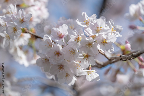 Japanese cherry blossom or Sakura, from the variety Somei Yoshino, the most common flowering cherry tree in Japan