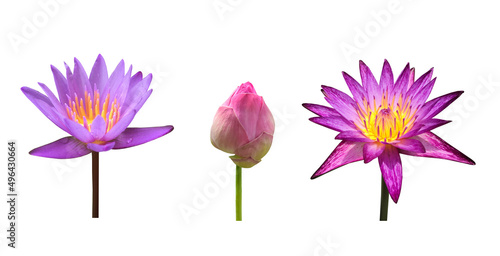 isolated single violet waterlily or lotus flower with clipping paths.