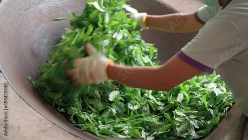 The process of roasting fresh tea leaves in a traditional cast iron skillet