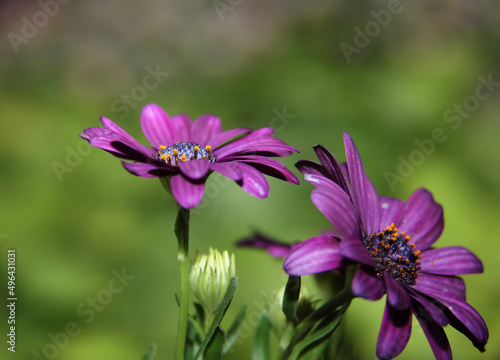 Cape Marguerite daisies . Two blooms . Frontal view