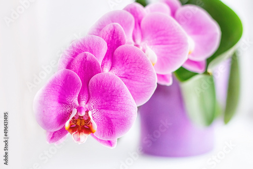 Beautiful orchid in violet pot. Phalaenopsis in bloom