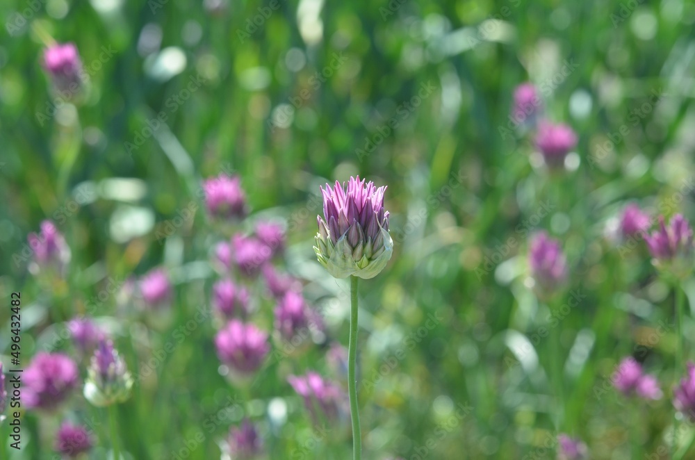 Blooming onion, scientific name Allium heldreichii Blooming onion, scientific name Allium heldreichii