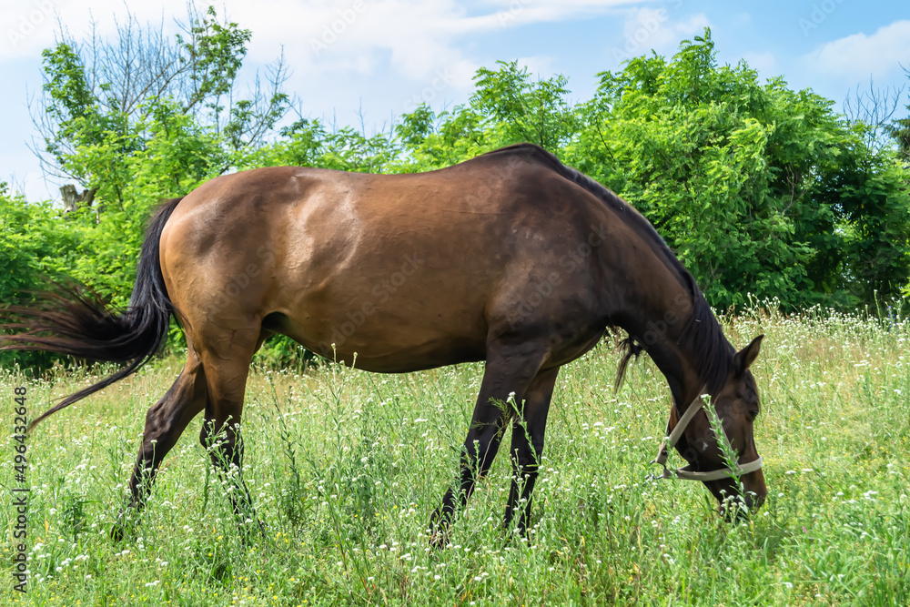 Beautiful wild brown horse stallion on summer flower meadow Beautiful wild brown horse stallion on summer flower meadow