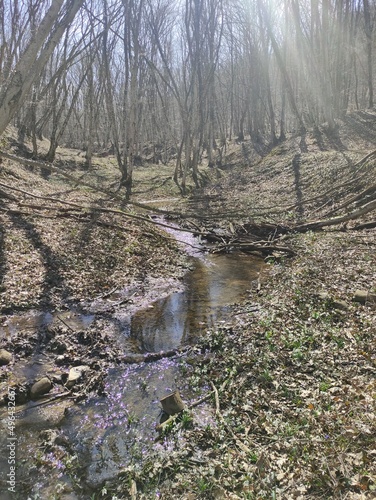 river in the forest
