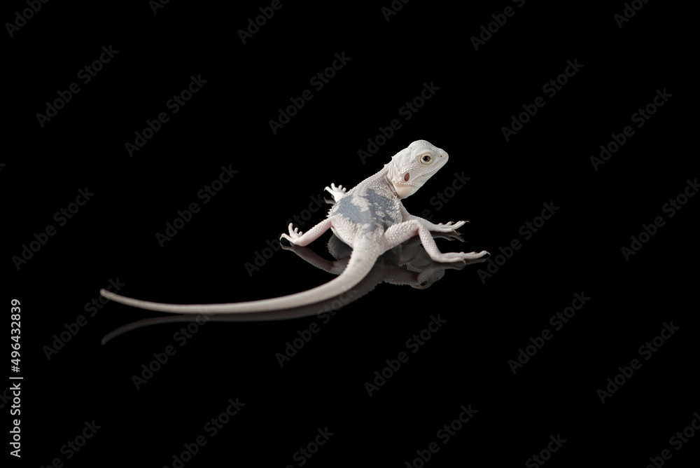 Fototapeta premium The central bearded white dragon lizard isolated on black background