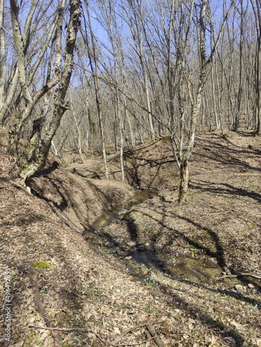 path in the forest