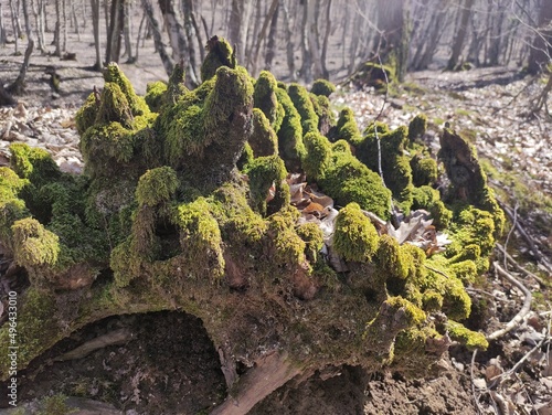 moss covered tree