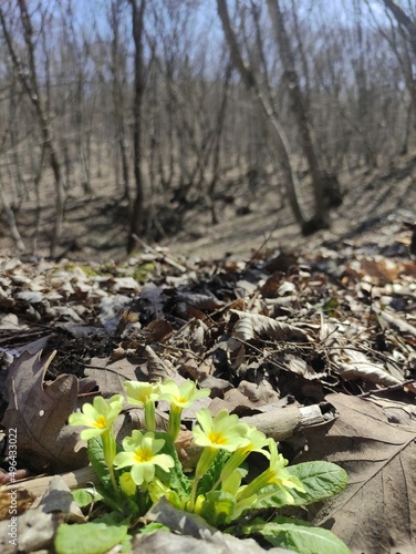 spring in the forest