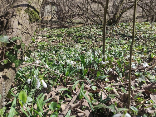 spring in the garden