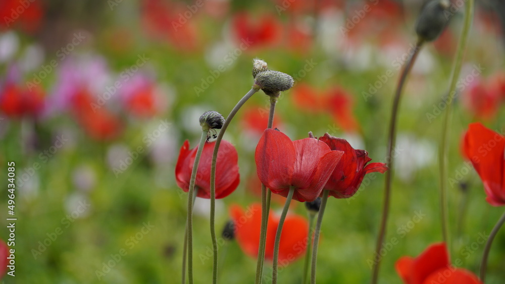 Obraz premium Anemone coronaria , beautiful red spring wild-growing flowers blooms in spring