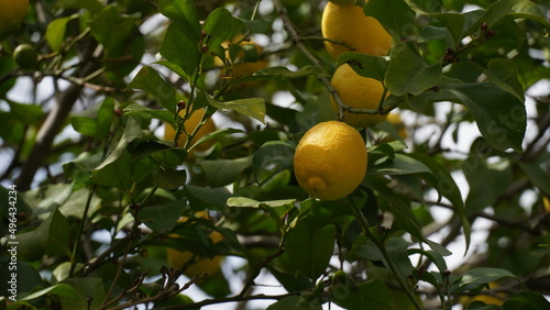 Fruit of lemon, on the branch. Bunches of fresh lemons on lemon tree in a garden