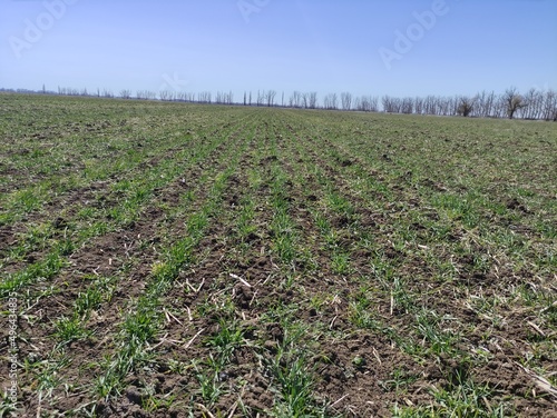 field of corn