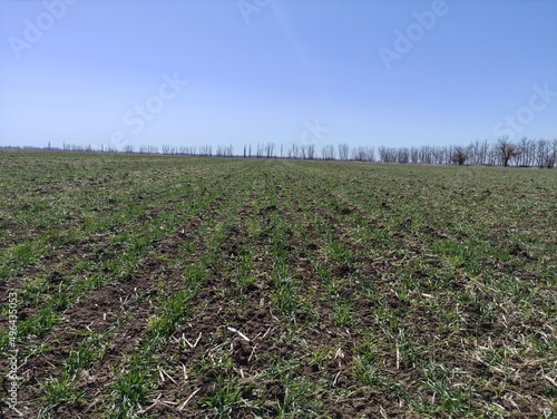 field of corn