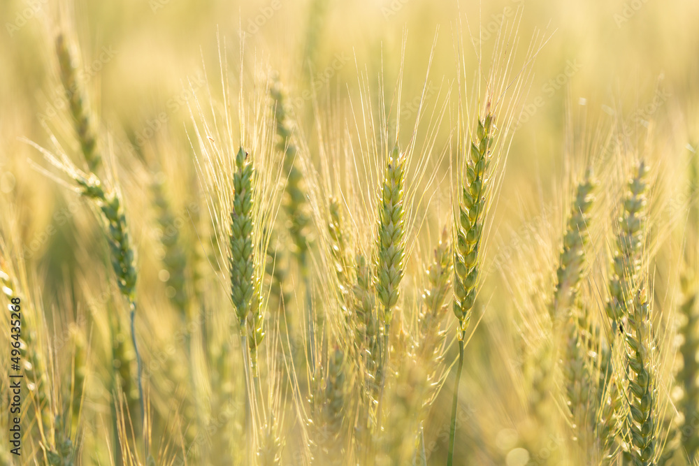 Ripening ears of rye in a field. Field of rye in a summer day. Crops field