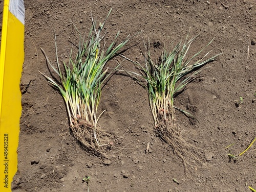 onion in the ground