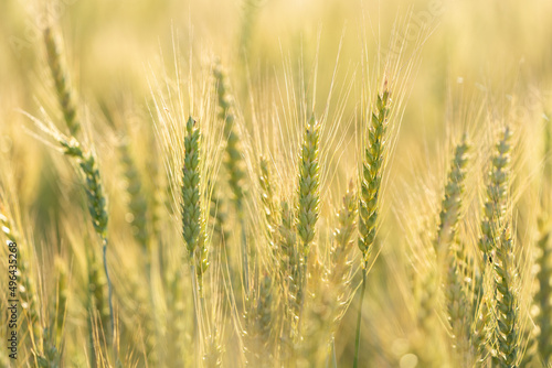 Ripening ears of rye in a field. Field of rye in a summer day. Crops field © Nitr