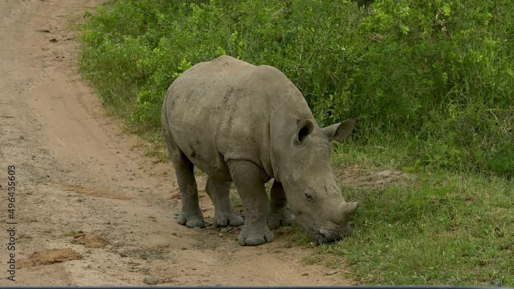 Nashorn Baby im Naturreservat Hluhluwe Nationalpark Südafrika Nashorn Baby im Naturreservat Hluhluwe Nationalpark Südafrika