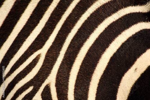 Warm black and white zebra skin texture. Abstract animals and nature