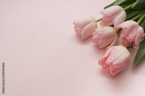 Fototapeta Naklejka Na Ścianę i Meble -  Bouquet of delicate pink tulips on a pink background. Spring time. Copy space