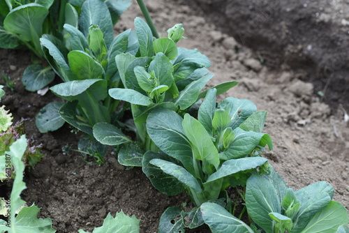 Japanese mustard spinach (Komatsuna) cultivation. Komatsuna is popular in the vegetable garden because it can be harvested in about 50 days after sowing and can be cultivated many times a year.  photo