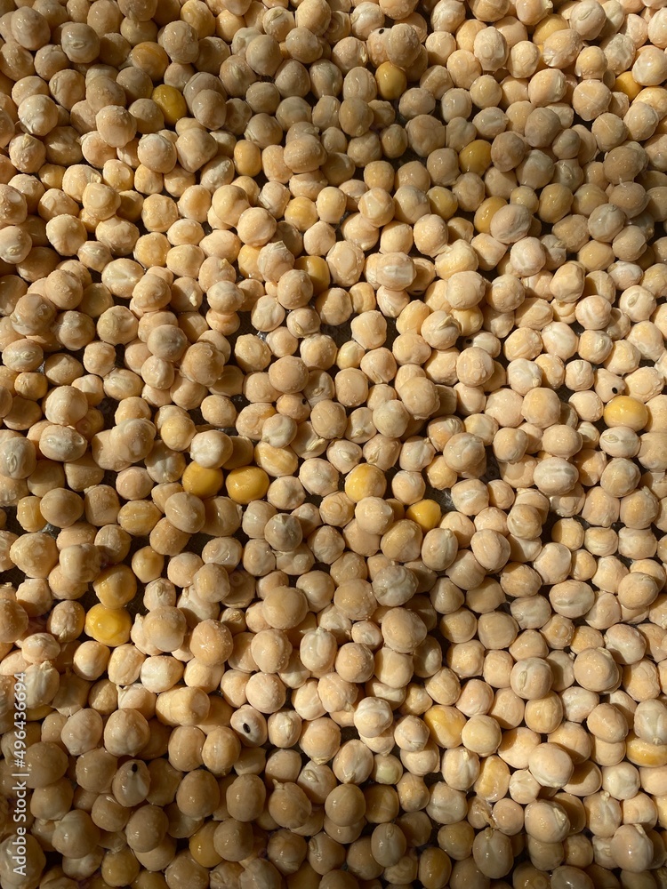 Growing microgreens. Healthy eating concept Growing microgreens. Healthy eating concept