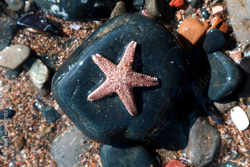 Starfish on cliffs in water, common starfish with sunny day on the pebble beach, top view, selective focus