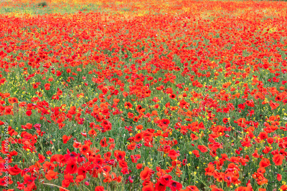 Field with red poppies and yellow wildflowers in Tuscany (Selective Focus)
