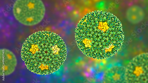 Reoviruses, viruses that cause infection of gastrointestinal and respiratory system photo