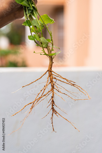 Root system and shoot system of a plant, horizontally divided photo
