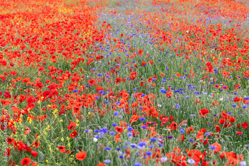 Poppies and cornflowers are adjacent to each other on the same meadow. Tuscany, Italy