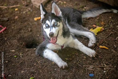 Cute siberian husky dog