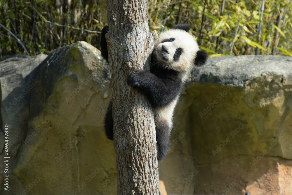 Obraz premium young panda climbing a tree