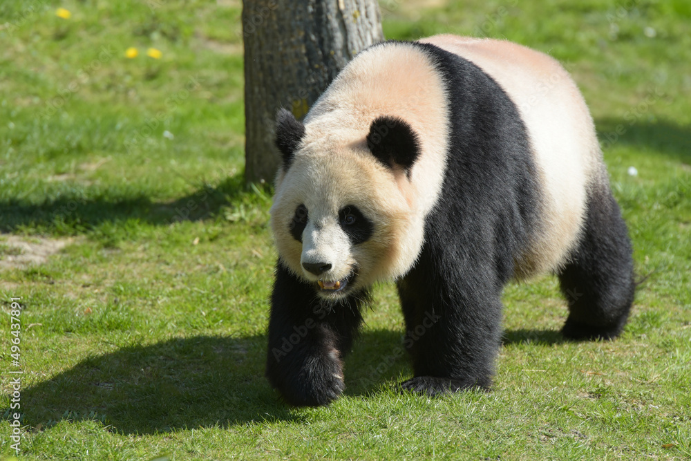 Obraz premium beautiful panda in the nature