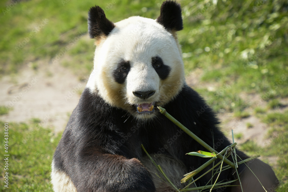female panda eating bamboo female panda eating bamboo