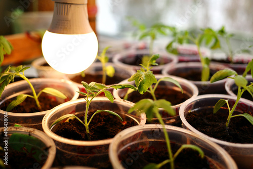 Growing seedlings annual plants vegetable green tomato in transparent plastic containers on black soil under light LED lamp solar spectrum. Lamp illuminates young plants near window spring cloudly day