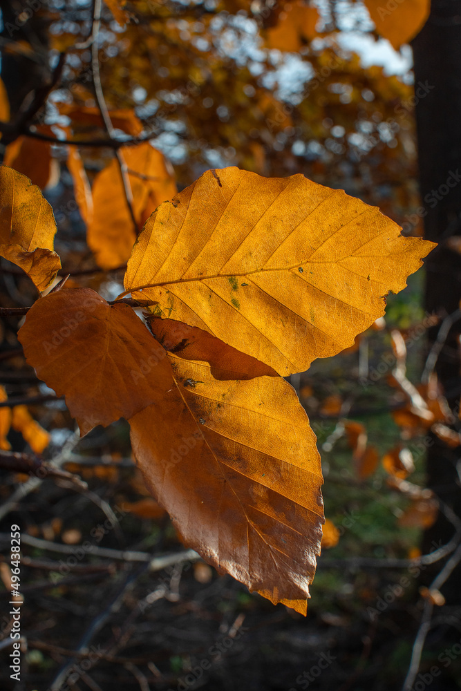 Golden autumn leaves in the park. Bøk, Fagus sylvatica. Vertical.